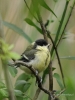 Filename=0283_fotowilga~40.JPG
Filesize=285KB
Dimensions=525x700
Date added=Jul 14, 2019 0283_fotowilga~40.JPG