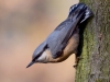 Filename=0284_fotowilga~32.JPG
Filesize=265KB
Dimensions=700x525
Date added=Nov 29, 2018 0284_fotowilga~32.JPG