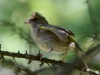 Filename=0286_fotowilga.JPG
Filesize=264KB
Dimensions=700x525
Date added=Jul 23, 2019 0286_fotowilga.JPG