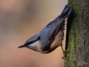 Filename=0288_fotowilga~23.JPG
Filesize=250KB
Dimensions=700x525
Date added=Dec 05, 2018 0288_fotowilga~23.JPG