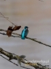 Filename=028_fotowilga~32.JPG
Filesize=47KB
Dimensions=360x480
Date added=Dec 14, 2016 028_fotowilga~32.JPG