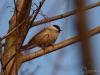 Filename=028_fotowilga~50.JPG
Filesize=258KB
Dimensions=700x525
Date added=Dec 21, 2017 028_fotowilga~50.JPG
