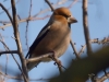 Filename=028_fotowilga~53.JPG
Filesize=233KB
Dimensions=700x525
Date added=Feb 18, 2018 028_fotowilga~53.JPG