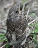 Filename=028_fotowilga~56.JPG
Filesize=311KB
Dimensions=560x700
Date added=Mar 23, 2018 028_fotowilga~56.JPG