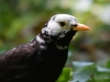 Filename=0291_fotowilga.JPG
Filesize=205KB
Dimensions=700x525
Date added=Mar 08, 2019 0291_fotowilga.JPG