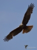 Filename=0291_fotowilga~38.JPG
Filesize=175KB
Dimensions=525x700
Date added=Jul 26, 2017 0291_fotowilga~38.JPG