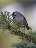 Filename=0291_fotowilga~40.JPG
Filesize=253KB
Dimensions=525x700
Date added=Oct 14, 2017 0291_fotowilga~40.JPG