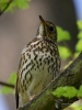Filename=0291_fotowilga~44.JPG
Filesize=248KB
Dimensions=525x700
Date added=Apr 22, 2018 0291_fotowilga~44.JPG