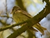 Filename=0294_fotowilga.JPG
Filesize=246KB
Dimensions=700x525
Date added=Jul 23, 2019 0294_fotowilga.JPG