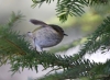 Filename=0296_fotowilga~35.JPG
Filesize=271KB
Dimensions=700x516
Date added=Nov 21, 2017 0296_fotowilga~35.JPG