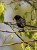 Filename=0297_fotowilga~36.JPG
Filesize=247KB
Dimensions=525x700
Date added=Nov 27, 2017 0297_fotowilga~36.JPG
