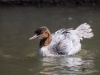 Filename=0299_fotowilga~41.JPG
Filesize=254KB
Dimensions=700x525
Date added=Jul 08, 2019 0299_fotowilga~41.JPG