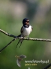 Filename=029_fotowilga~32.JPG
Filesize=44KB
Dimensions=356x480
Date added=Jul 31, 2016 029_fotowilga~32.JPG