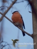 Filename=029_fotowilga~36.JPG
Filesize=49KB
Dimensions=360x480
Date added=Dec 14, 2016 029_fotowilga~36.JPG