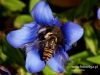 Filename=029_fotowilga~38.JPG
Filesize=121KB
Dimensions=640x480
Date added=Feb 18, 2017 029_fotowilga~38.JPG