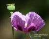 Filename=029_fotowilga~48.JPG
Filesize=59KB
Dimensions=600x480
Date added=Nov 11, 2017 029_fotowilga~48.JPG