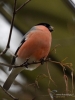 Filename=029_fotowilga~55.JPG
Filesize=256KB
Dimensions=525x700
Date added=Feb 18, 2018 029_fotowilga~55.JPG