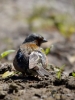 Filename=029_fotowilga~57.JPG
Filesize=246KB
Dimensions=525x700
Date added=Sep 04, 2018 029_fotowilga~57.JPG
