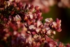 Filename=029_fotowilga~58.JPG
Filesize=229KB
Dimensions=700x479
Date added=Sep 11, 2018 029_fotowilga~58.JPG