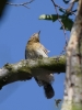 Filename=029_fotowilga~63.JPG
Filesize=221KB
Dimensions=525x700
Date added=Mar 01, 2019 029_fotowilga~63.JPG