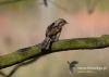 Filename=0300_fotowilga~14.JPG
Filesize=63KB
Dimensions=640x457
Date added=Oct 08, 2016 0300_fotowilga~14.JPG
