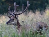 Filename=0305_fotowilga~41.JPG
Filesize=329KB
Dimensions=700x525
Date added=Jul 22, 2018 0305_fotowilga~41.JPG