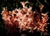 Filename=0307_fotowilga~42.JPG
Filesize=248KB
Dimensions=700x504
Date added=Jul 11, 2019 0307_fotowilga~42.JPG