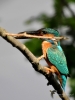 Filename=0308_fotowilga~37.JPG
Filesize=215KB
Dimensions=525x700
Date added=Mar 23, 2018 0308_fotowilga~37.JPG