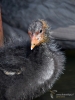 Filename=0308_fotowilga~38.JPG
Filesize=285KB
Dimensions=525x700
Date added=Jun 07, 2018 0308_fotowilga~38.JPG