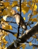 Filename=030_fotowilga~21.JPG
Filesize=101KB
Dimensions=377x480
Date added=Nov 03, 2015 030_fotowilga~21.JPG