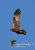Filename=030_fotowilga~26.JPG
Filesize=39KB
Dimensions=343x480
Date added=May 29, 2016 030_fotowilga~26.JPG