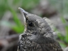 Filename=030_fotowilga~51.JPG
Filesize=252KB
Dimensions=700x525
Date added=Apr 24, 2018 030_fotowilga~51.JPG