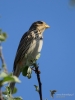 Filename=030_fotowilga~52.JPG
Filesize=193KB
Dimensions=525x700
Date added=Apr 27, 2018 030_fotowilga~52.JPG