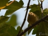 Filename=030_fotowilga~53.JPG
Filesize=252KB
Dimensions=700x525
Date added=Nov 04, 2018 030_fotowilga~53.JPG