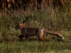 Filename=030_fotowilga~56.JPG
Filesize=389KB
Dimensions=700x525
Date added=Jan 13, 2019 030_fotowilga~56.JPG