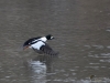 Filename=030_fotowilga~57.JPG
Filesize=300KB
Dimensions=700x525
Date added=Feb 02, 2019 030_fotowilga~57.JPG