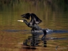 Filename=030_fotowilga~65.JPG
Filesize=280KB
Dimensions=700x525
Date added=Dec 24, 2019 030_fotowilga~65.JPG
