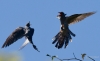 03128_fotowilga.JPG