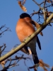 Filename=0315_fotowilga~40.JPG
Filesize=254KB
Dimensions=525x700
Date added=Nov 01, 2019 0315_fotowilga~40.JPG