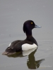 Filename=0316_fotowilga.JPG
Filesize=179KB
Dimensions=525x700
Date added=Nov 18, 2018 0316_fotowilga.JPG