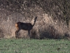 0316_fotowilga~0.JPG