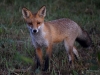 Filename=0318_fotowilga~41.JPG
Filesize=302KB
Dimensions=700x525
Date added=Sep 21, 2018 0318_fotowilga~41.JPG