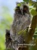 Filename=031_fotowilga~24.JPG
Filesize=60KB
Dimensions=357x480
Date added=Jul 24, 2016 031_fotowilga~24.JPG