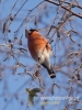 Filename=031_fotowilga~30.JPG
Filesize=70KB
Dimensions=360x480
Date added=Jan 01, 2017 031_fotowilga~30.JPG