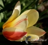 Filename=031_fotowilga~34.JPG
Filesize=74KB
Dimensions=506x480
Date added=Mar 10, 2017 031_fotowilga~34.JPG