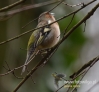 Filename=031_fotowilga~36.JPG
Filesize=69KB
Dimensions=519x480
Date added=Apr 03, 2017 031_fotowilga~36.JPG