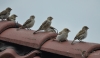 Filename=031_fotowilga~37.JPG
Filesize=180KB
Dimensions=700x411
Date added=Apr 26, 2017 031_fotowilga~37.JPG