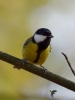 Filename=031_fotowilga~44.JPG
Filesize=187KB
Dimensions=525x700
Date added=Dec 13, 2017 031_fotowilga~44.JPG