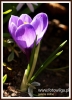 Filename=031_fotowilga~6.JPG
Filesize=93KB
Dimensions=390x540
Date added=May 13, 2014 031_fotowilga~6.JPG