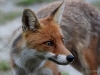 Filename=0325_fotowilga~34.JPG
Filesize=266KB
Dimensions=700x525
Date added=Jul 17, 2018 0325_fotowilga~34.JPG